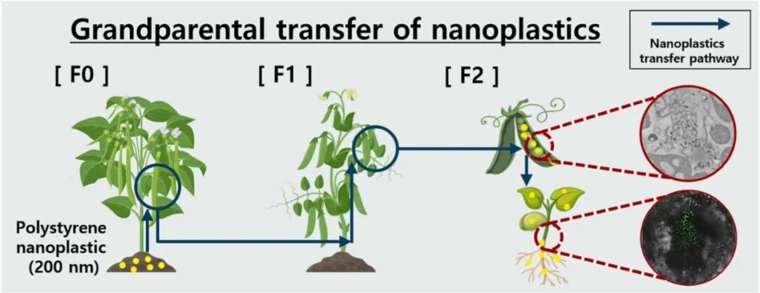 Grandparental Transfer of Nanoplastics in Pea Plants (Pisum sativum): Transmission from Soil to Third Generations