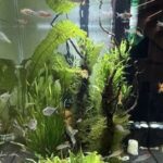 Custom Embedded Aquarium? Here Are Key Points to Discuss with Your Designer in Advance! (Aesthetic and Safety Considerations)