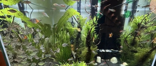 Custom Embedded Aquarium? Here Are Key Points to Discuss with Your Designer in Advance! (Aesthetic and Safety Considerations)