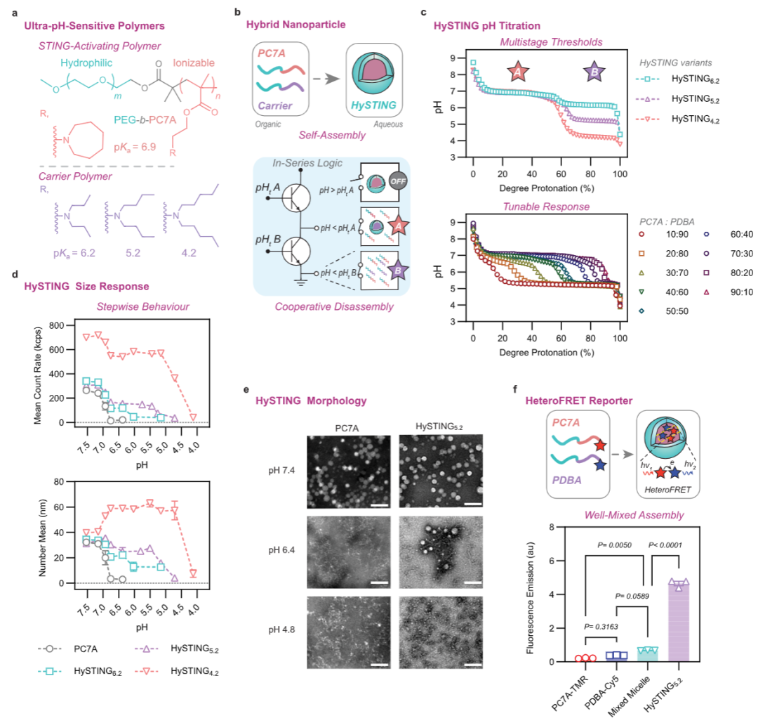 A Multi-Threshold Micelle Improves Tumor Accumulation and STING Immunotherapy
