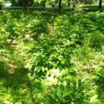 Exploring Popular Development Boards | Arduino Development Boards