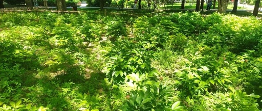 Exploring Popular Development Boards | Arduino Development Boards