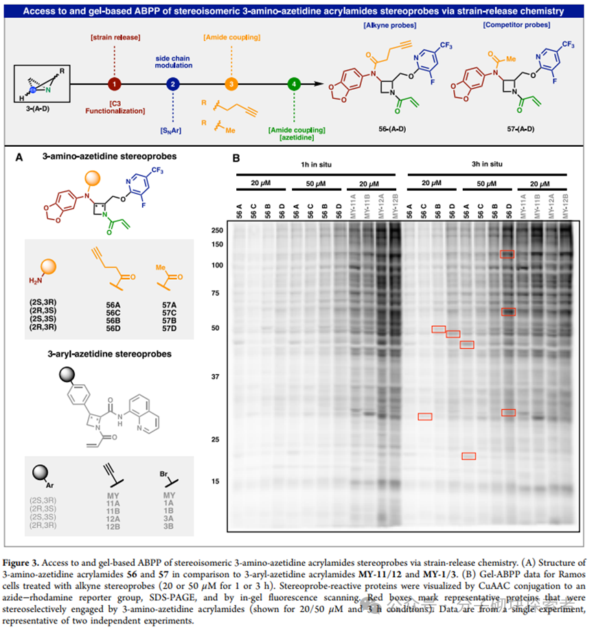 Synthesis of Stereocontrolled Azetidine Library via Strain-Release Functionalization of 1-Azabicyclobutanes
