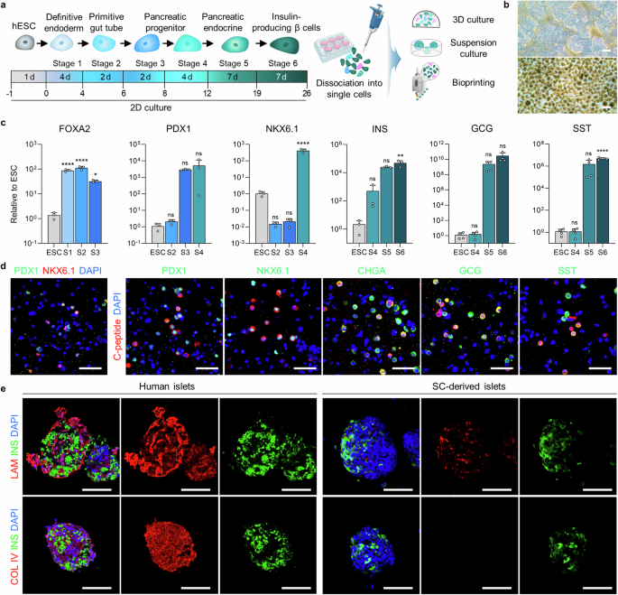 3D Printing of Islets: Can Printed Islets Treat Diabetes? Research Shows That Constructing Islet-Specific Microenvironments Through Bioprinting Technology Can Enhance Insulin Secretion!