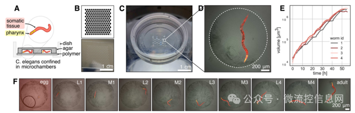Lab Chip | 3D Printing + Standard Fluorescence Microscopy: Low-Cost Fabrication of Micron-Scale Biological Structures