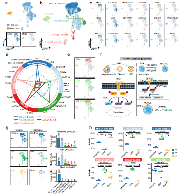 Discovery of an Unconventional Lamprey Lymphocyte Lineage Highlights Divergent Features in Vertebrate Adaptive Immune System Evolution