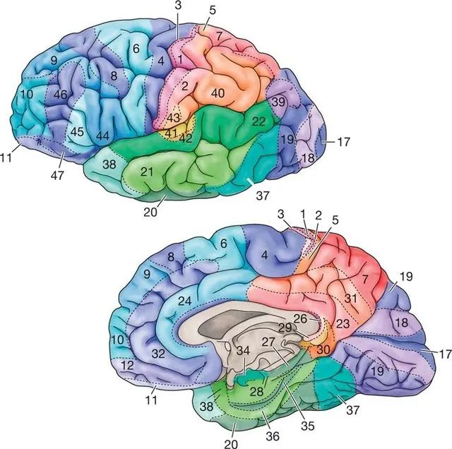 Fundamentals of Neural Rehabilitation: Brodmann Brain Cortex Areas