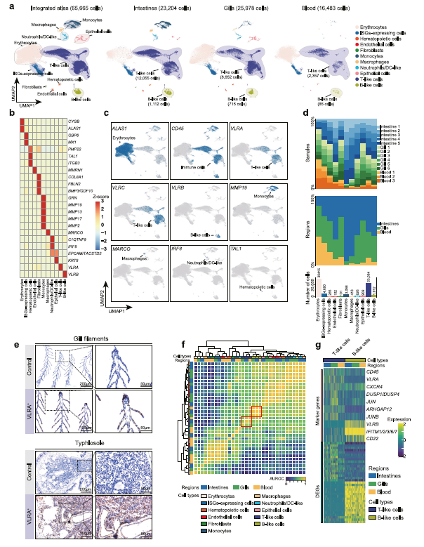 Discovery of an Unconventional Lamprey Lymphocyte Lineage Highlights Divergent Features in Vertebrate Adaptive Immune System Evolution