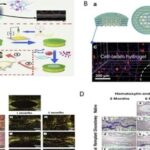 Innovative Solutions for Intervertebral Disc Degeneration: Breakthroughs in 3D Bioprinting by a South Korean Team