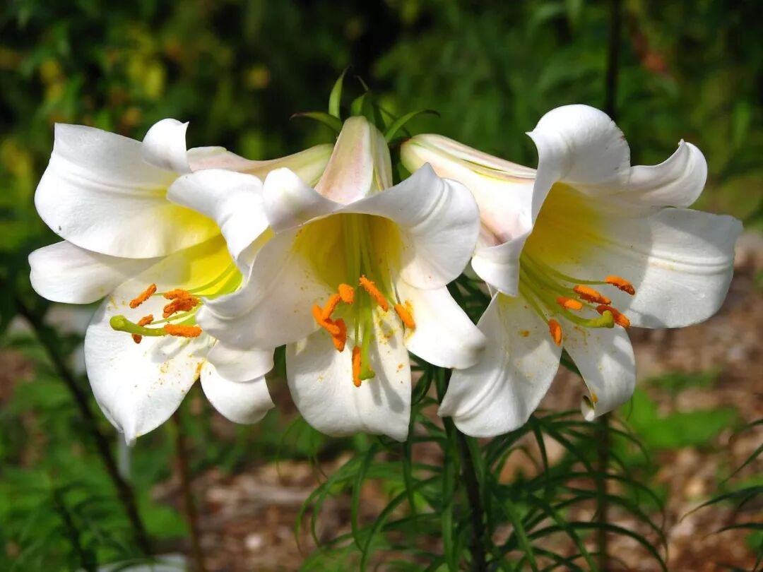The Historical and Religious Significance of the Madonna Lily