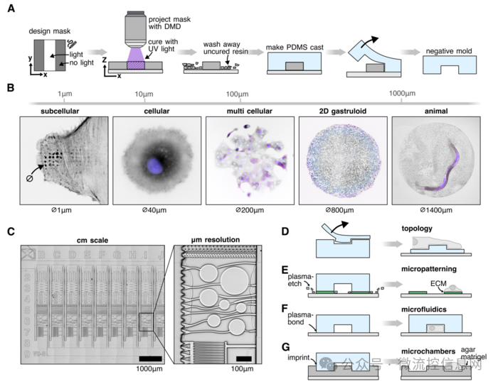 Lab Chip | 3D Printing + Standard Fluorescence Microscopy: Low-Cost Fabrication of Micron-Scale Biological Structures