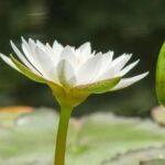 How to Meet the Requirement of "Payable in Country X" for Bank Guarantees? R818(TA799rev)