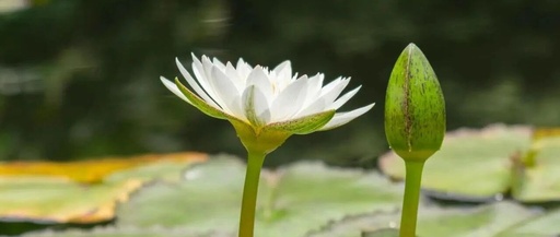 How to Meet the Requirement of "Payable in Country X" for Bank Guarantees? R818(TA799rev)