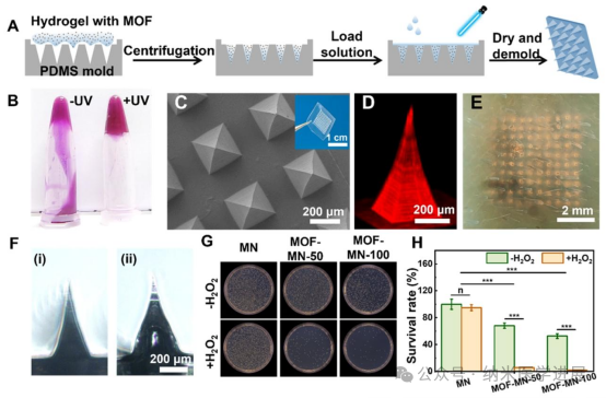 Professor Dong Haifeng from Beijing University of Science and Technology in ACS NANO: Bimetallic Metal-Organic Framework Microneedle Array Promotes Wound Healing through Targeted Reactive Oxygen Species Generation and Disruption of Electron Transfer