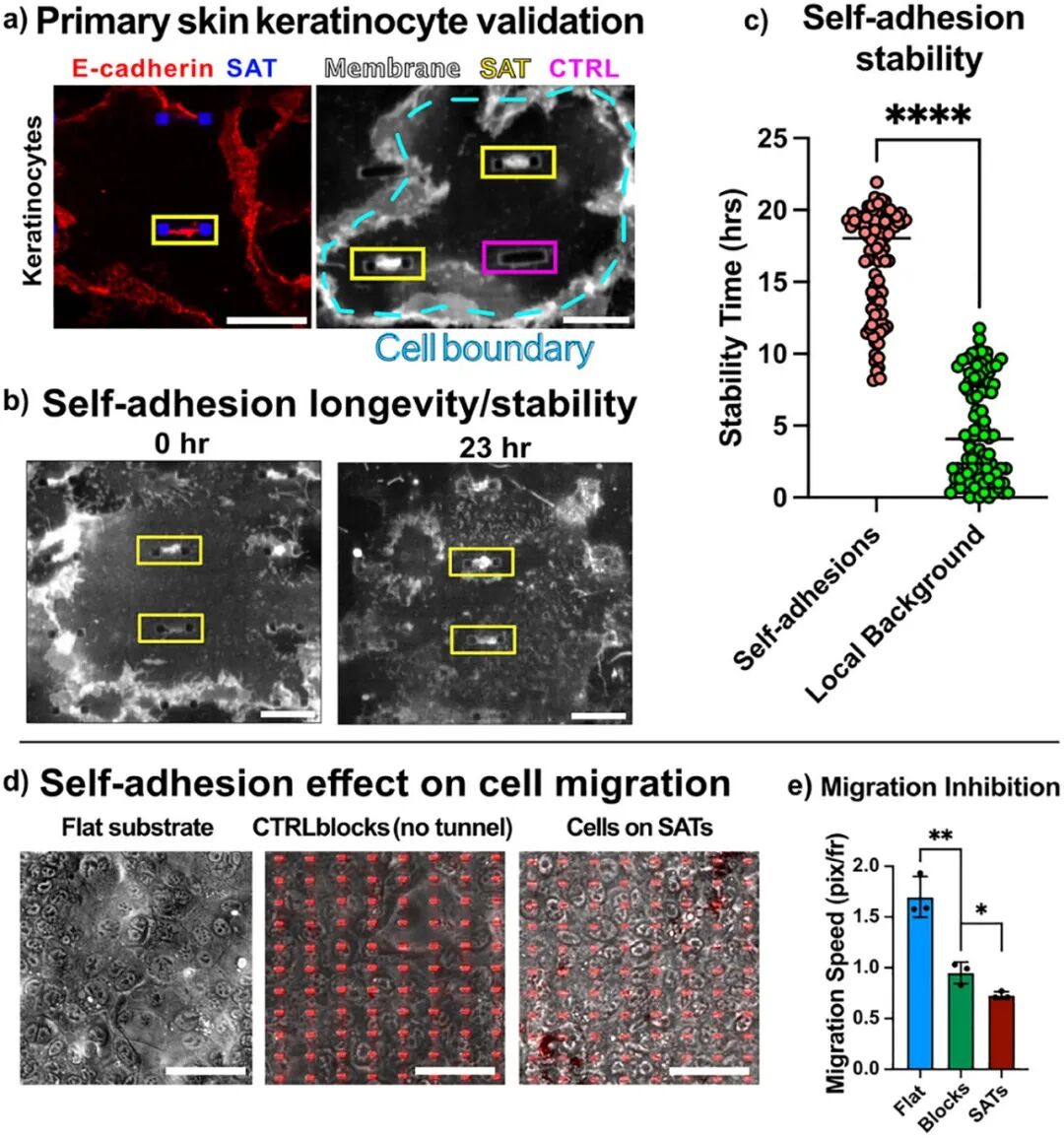 Princeton University 'AM' | Designing Cellular Self-Adhesions Inside 3D Printed Micro-Arches to Enhance Cell: Biomaterial Attachment