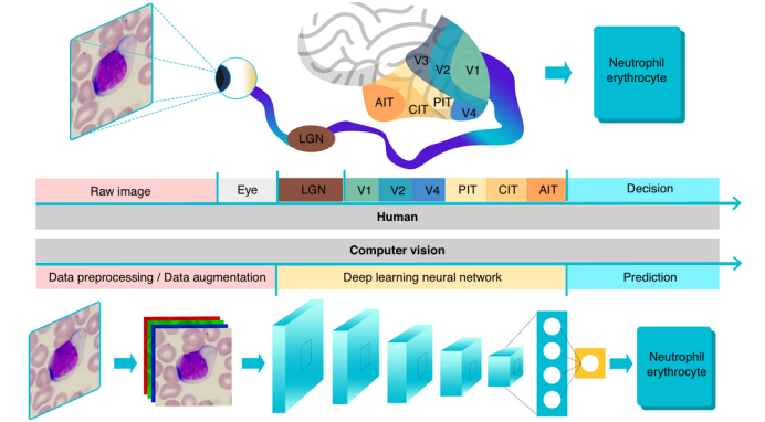 A Novel Label-Free Method for High-Throughput Single-Cell Analysis Integrating Computer Vision and Microfluidics