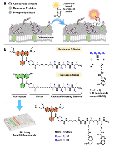 Literature Sharing | J. Am. Chem. Soc. | Functionalized Boron-Containing Pentacyclic Sialic Acid Probes for High-Fidelity Fluorescence Imaging of Cancer Tissues