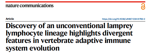 Discovery of an Unconventional Lamprey Lymphocyte Lineage Highlights Divergent Features in Vertebrate Adaptive Immune System Evolution