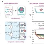 A Multi-Threshold Micelle Improves Tumor Accumulation and STING Immunotherapy