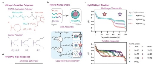A Multi-Threshold Micelle Improves Tumor Accumulation and STING Immunotherapy