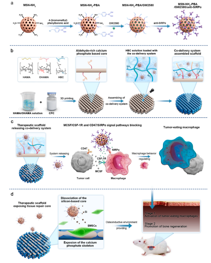 3D Printed Scaffolds Aid in Bone Defect Repair: A Study from Shanghai Jiao Tong University in Biomaterials