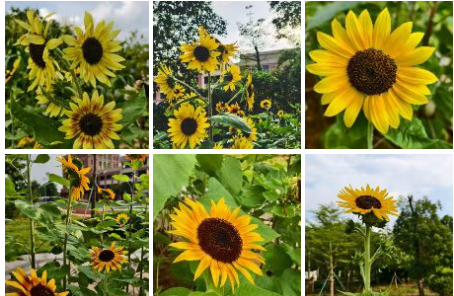 Advancing Artificial Intelligence General Education in Primary and Secondary Schools: Adhering to the "Six Principles"