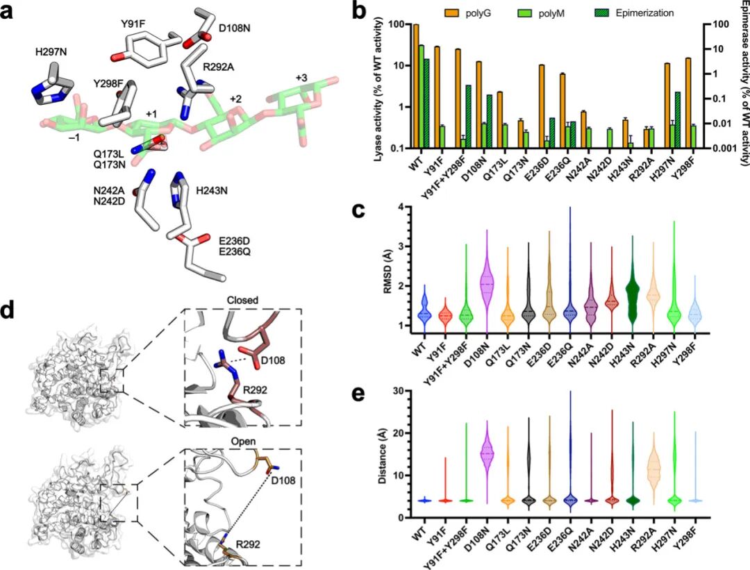 Mechanistic Analysis of a Mixed-Function Polysaccharide Lyase/Epimerase from the Human Gut Microbiota