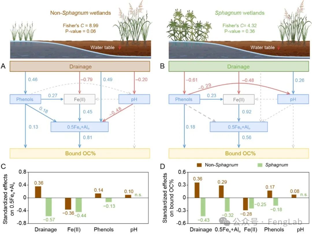 Research Progress | The Research Team of Editor Feng Xiaojun Reveals the Response of Metal-Bound Organic Carbon to Drainage: Sphagnum vs. Non-Sphagnum Wetlands