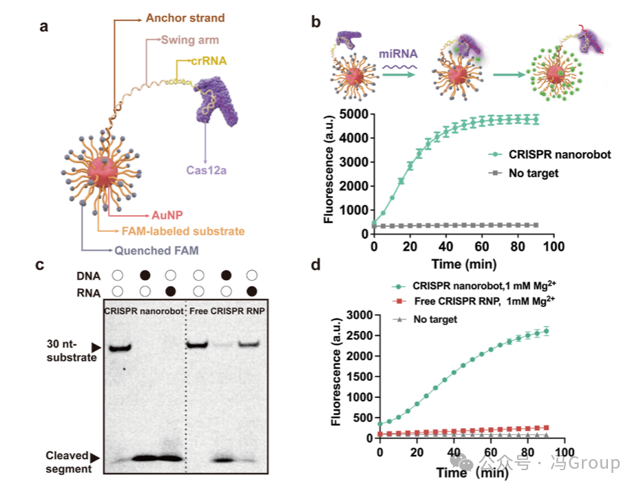 RNA-Activated CRISPR/Cas12a Nanorobots Operating in Live Cells