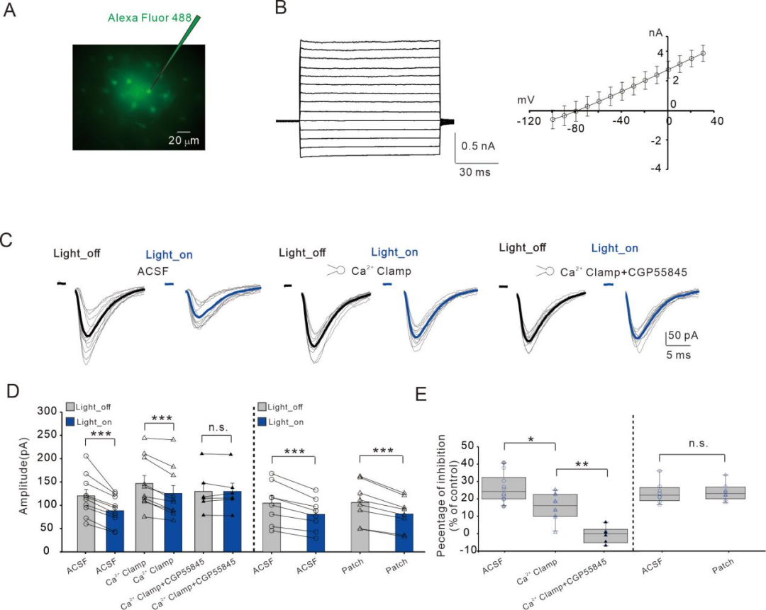 Zeng Linghui's Research Group at the Medical School Reveals the Mechanism by which Somatostatin Interneurons (SOM-INs) Regulate Excitatory Synapses through Astrocytic Purinergic Signaling