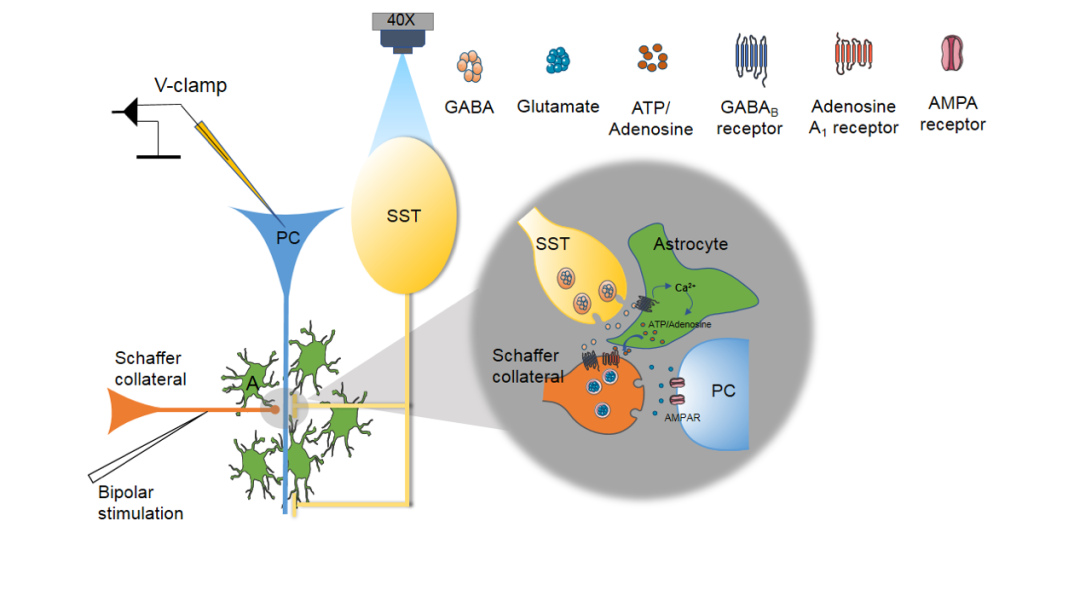 Zeng Linghui's Research Group at the Medical School Reveals the Mechanism by which Somatostatin Interneurons (SOM-INs) Regulate Excitatory Synapses through Astrocytic Purinergic Signaling