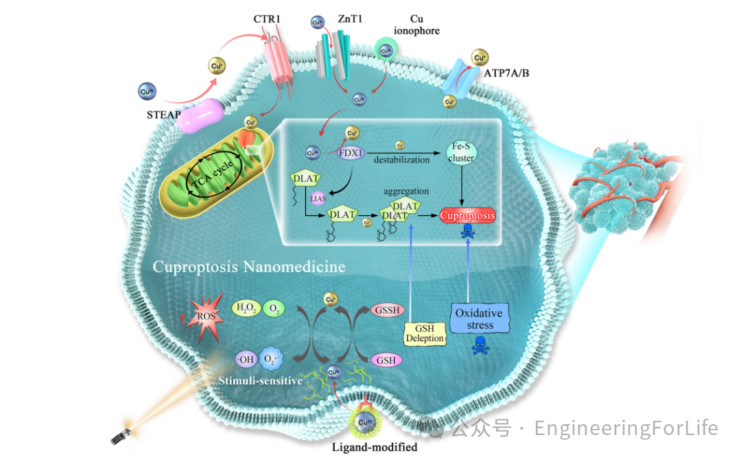 New Strategies for Cancer Treatment Using Copper Ions: Insights from Cuproptosis