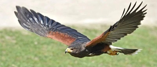 Transient Trigonometric Harris Hawks Optimizer: Detailed Principles and Free MATLAB Code