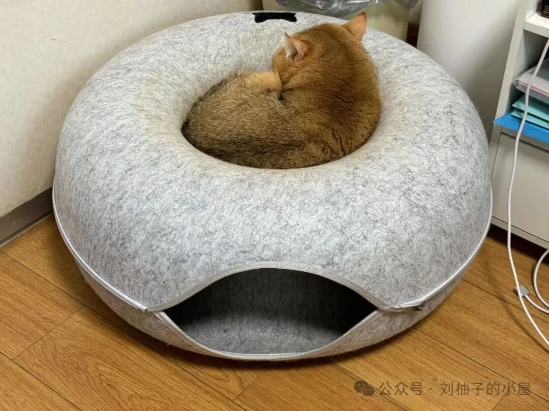 The Day of Atonement for Yuzu: When the Golden Shaded Cat Becomes the Mastermind Behind the Robotic Vacuum Strike!