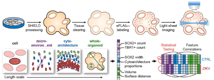 Industry Insights | Research Report on AI and Organoids and Organ-on-Chip Technologies