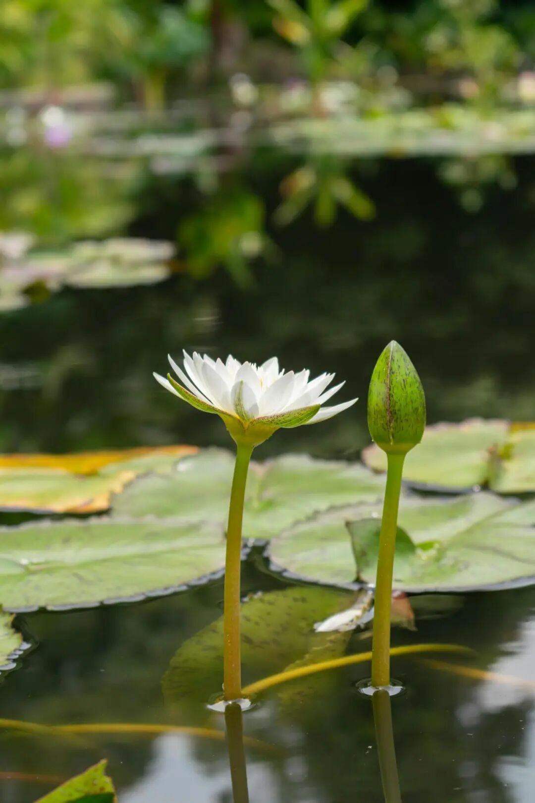 How to Meet the Requirement of "Payable in Country X" for Bank Guarantees? R818(TA799rev)