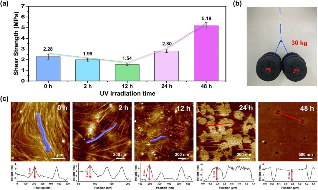 J. Am. Chem. Soc. | Jilin University’s Jiang Shimei: Achieving High-Performance Single-Component Adhesives through Synergistic Supramolecular and Covalent Polymerization