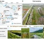 Research Progress | The Research Team of Editor Feng Xiaojun Reveals the Response of Metal-Bound Organic Carbon to Drainage: Sphagnum vs. Non-Sphagnum Wetlands