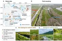 Research Progress | The Research Team of Editor Feng Xiaojun Reveals the Response of Metal-Bound Organic Carbon to Drainage: Sphagnum vs. Non-Sphagnum Wetlands