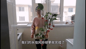 Innovative Practice School in Dalian: Excellent Micro-Class Broadcast (97) - Hydroponic Wind Chime Pothos