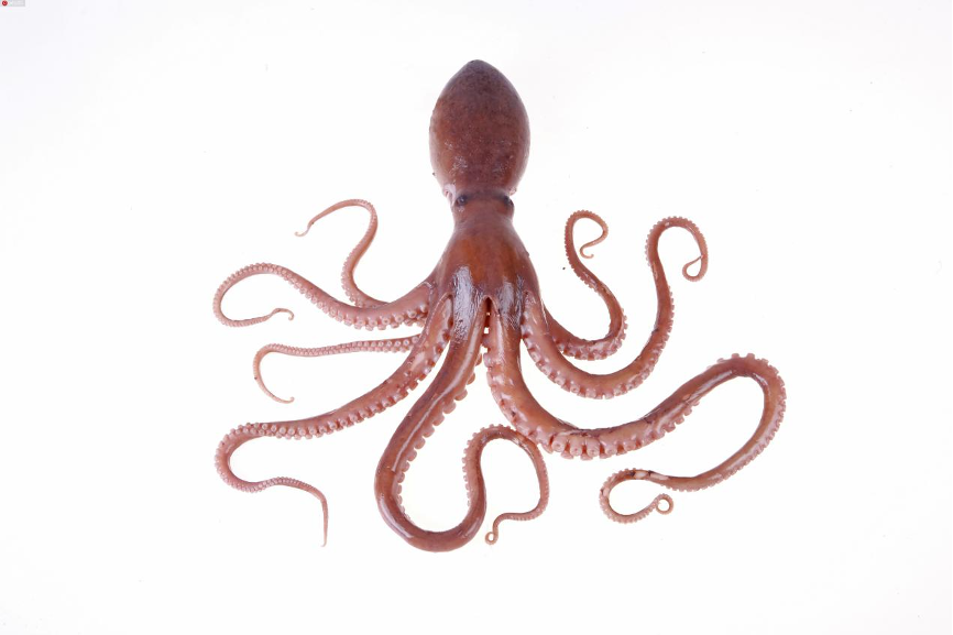 PolyU Scientists Invent Near-Sensor and In-Sensor Computing Technologies for More Agile and Robust Edge Computing | Interview