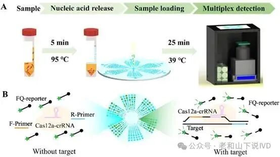 Wide Dynamic Range Multiplex Digital CRISPR Chip for Absolute Quantification of Nucleic Acids