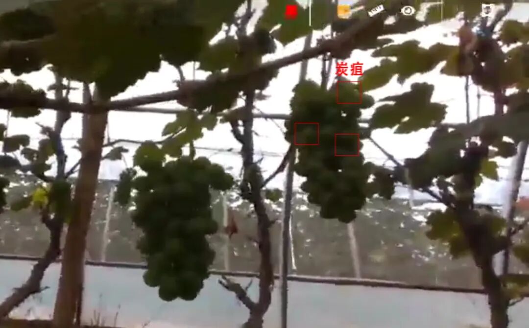 Summer Social Practice Activities of the Intelligent Robot Laboratory Team from the School of Automation Engineering (Part II)