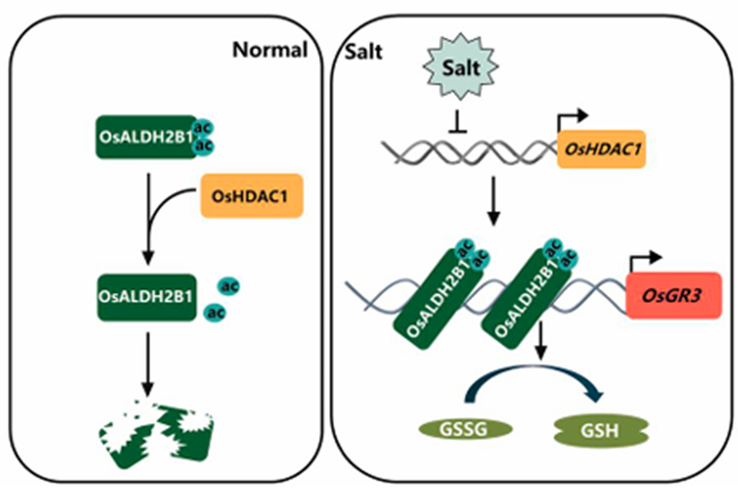 OsHDAC1 Deacetylates Aldehyde Dehydrogenase OsALDH2B1, Represses OsGR3, and Reduces Salt Tolerance in Rice