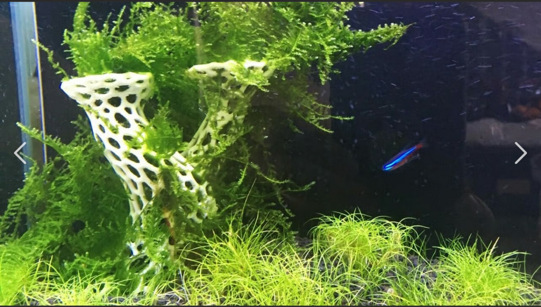 Applications of 3D Printing in Aquariums