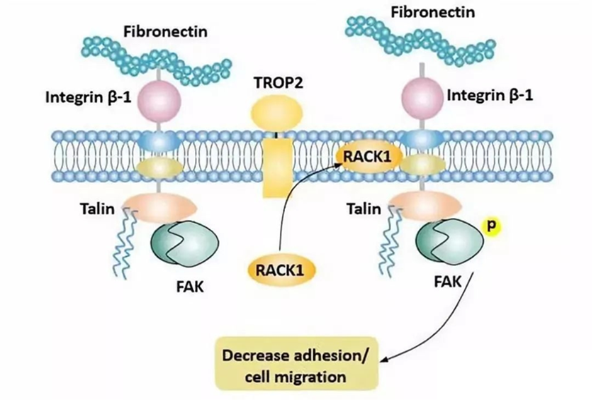 ADC Drug Advances in Non-Small Cell Lung Cancer