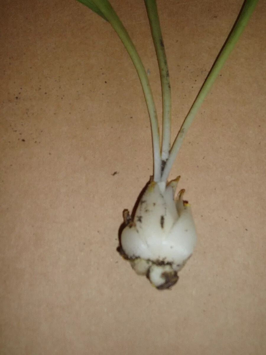 The Historical and Religious Significance of the Madonna Lily