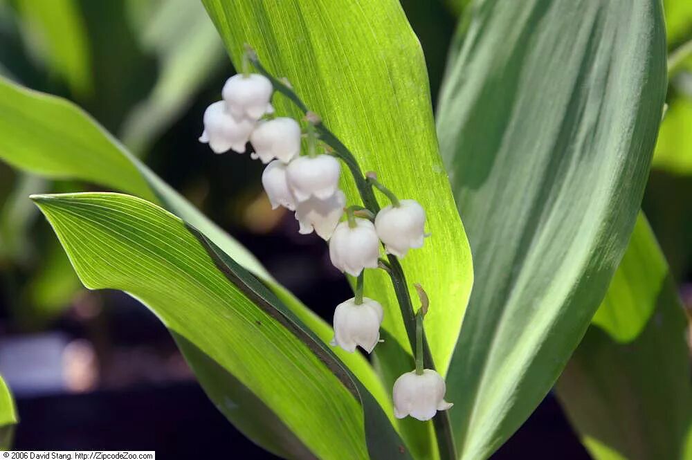 The Historical and Religious Significance of the Madonna Lily