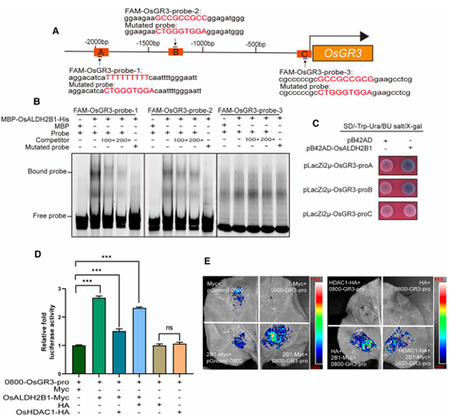 OsHDAC1 Deacetylates Aldehyde Dehydrogenase OsALDH2B1, Represses OsGR3, and Reduces Salt Tolerance in Rice