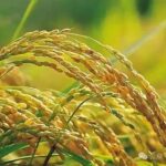 OsHDAC1 Suppresses OsGR3 Expression via Deacetylation of Aldehyde Dehydrogenase OsALDH2B1, Reducing Salt Tolerance in Rice